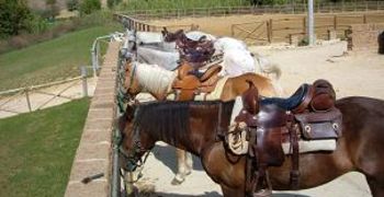 Cavalli in monta western
