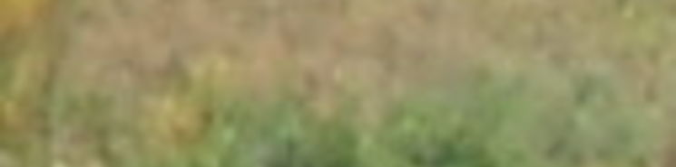 ................................................................PASSEGGIATE A CAVALLO........................................................................