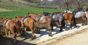 Cavalli in monta inglese
