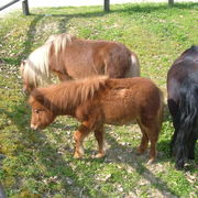 FESTA PONY !